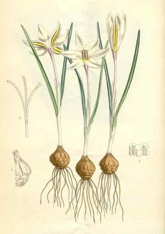 Reproducción/Reproduction 34586642263: Curtis's botanical magazine.. London ; New York [etc.] :Academic Press [etc.]
