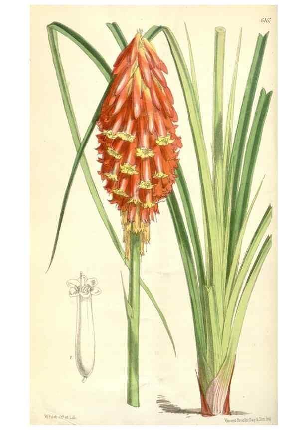 Reproducción/Reproduction 35356922536: Curtis's botanical magazine.. London ; New York [etc.] :Academic Press [etc.]