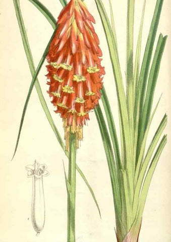 Reproducción/Reproduction 35356922536: Curtis's botanical magazine.. London ; New York [etc.] :Academic Press [etc.]