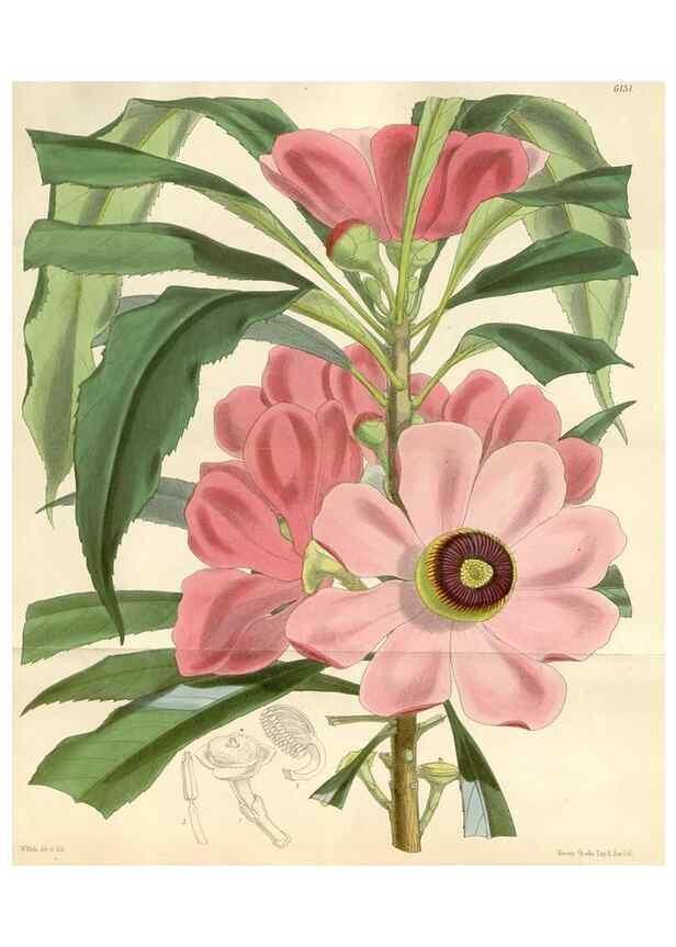 Reproducción/Reproduction 34553567524: Curtis's botanical magazine.. London ; New York [etc.] :Academic Press [etc.]