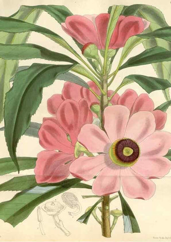 Reproducción/Reproduction 34553567524: Curtis's botanical magazine.. London ; New York [etc.] :Academic Press [etc.]