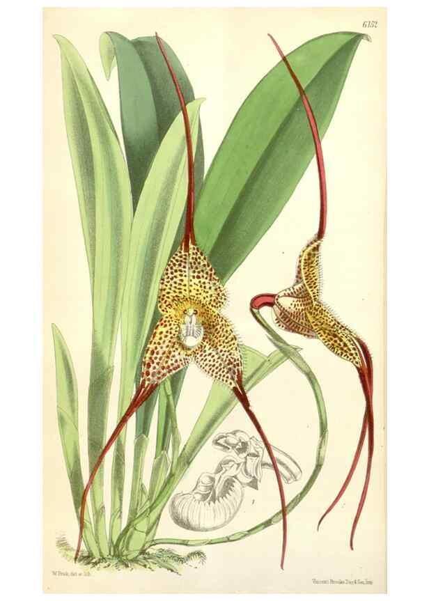 Reproducción/Reproduction 34553569914: Curtis's botanical magazine.. London ; New York [etc.] :Academic Press [etc.]