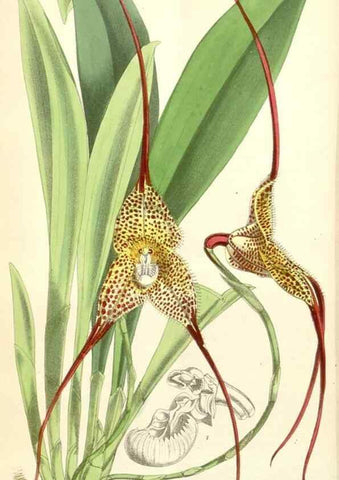 Reproducción/Reproduction 34553569914: Curtis's botanical magazine.. London ; New York [etc.] :Academic Press [etc.]