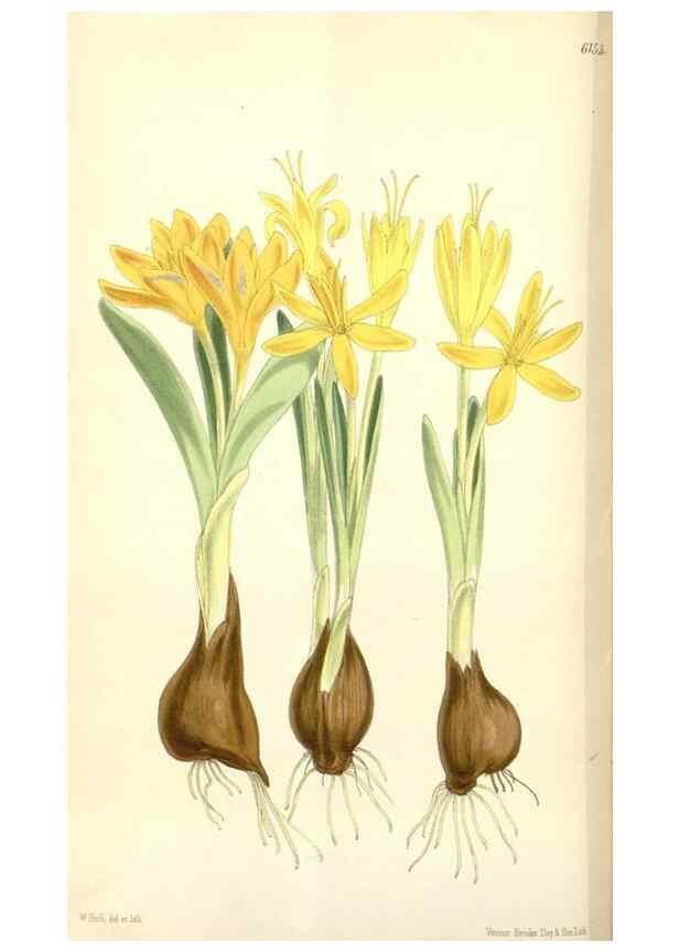 Reproducción/Reproduction 34553572044: Curtis's botanical magazine.. London ; New York [etc.] :Academic Press [etc.]