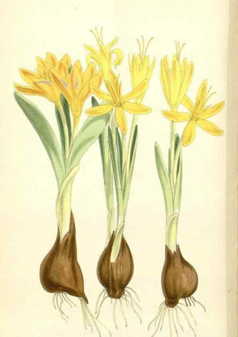 Reproducción/Reproduction 34553572044: Curtis's botanical magazine.. London ; New York [etc.] :Academic Press [etc.]