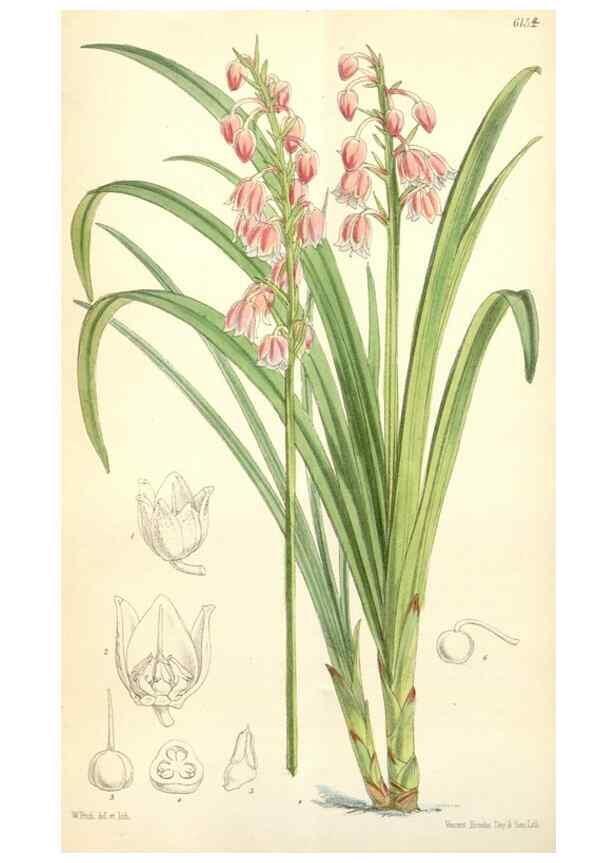 Reproducción/Reproduction 34553574024: Curtis's botanical magazine.. London ; New York [etc.] :Academic Press [etc.]