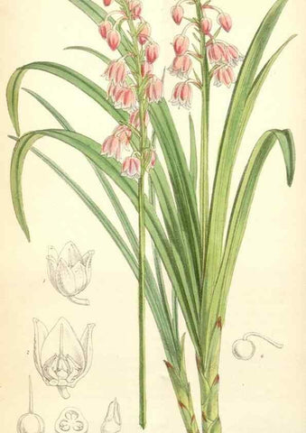 Reproducción/Reproduction 34553574024: Curtis's botanical magazine.. London ; New York [etc.] :Academic Press [etc.]