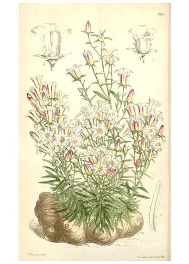 Reproducción/Reproduction 34553575344: Curtis's botanical magazine.. London ; New York [etc.] :Academic Press [etc.]