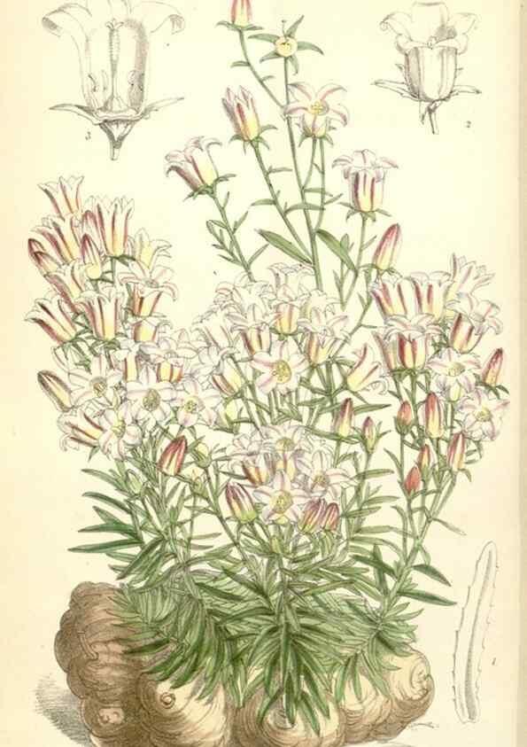 Reproducción/Reproduction 34553575344: Curtis's botanical magazine.. London ; New York [etc.] :Academic Press [etc.]
