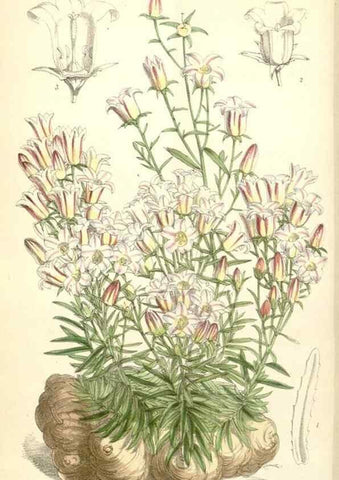 Reproducción/Reproduction 34553575344: Curtis's botanical magazine.. London ; New York [etc.] :Academic Press [etc.]