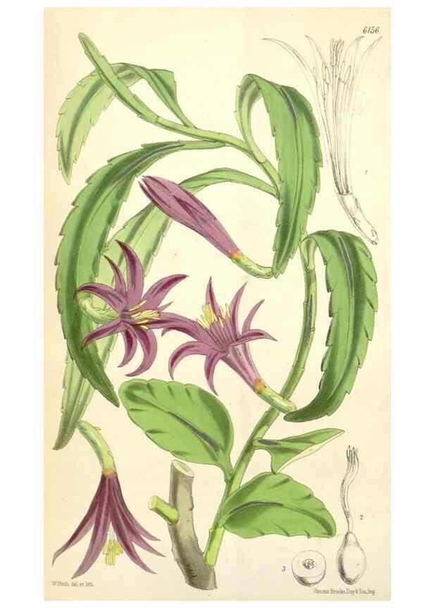 Reproducción/Reproduction 34553576274: Curtis's botanical magazine.. London ; New York [etc.] :Academic Press [etc.]