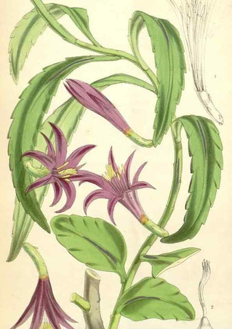 Reproducción/Reproduction 34553576274: Curtis's botanical magazine.. London ; New York [etc.] :Academic Press [etc.]