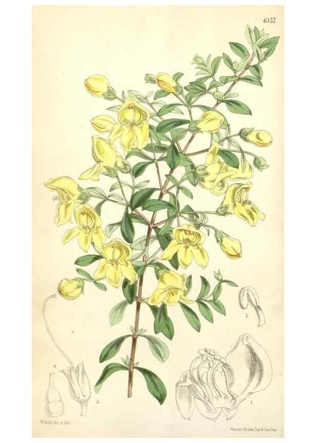 Reproducción/Reproduction 34553577044: Curtis's botanical magazine.. London ; New York [etc.] :Academic Press [etc.]