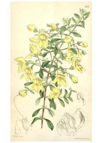 Reproducción/Reproduction 34553577044: Curtis's botanical magazine.. London ; New York [etc.] :Academic Press [etc.]