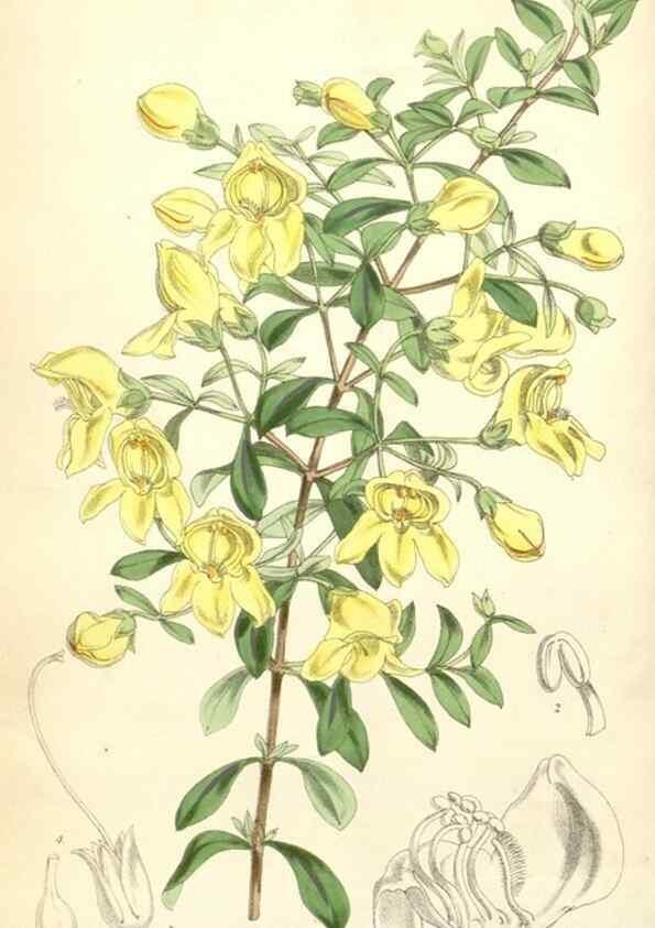 Reproducción/Reproduction 34553577044: Curtis's botanical magazine.. London ; New York [etc.] :Academic Press [etc.]