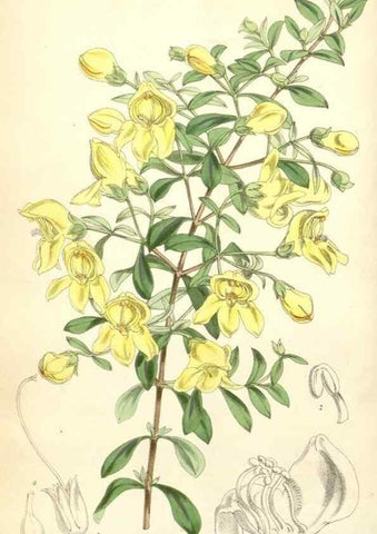 Reproducción/Reproduction 34553577044: Curtis's botanical magazine.. London ; New York [etc.] :Academic Press [etc.]