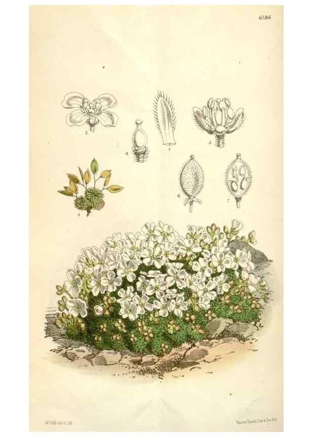 Reproducción/Reproduction 35009319510: Curtis's botanical magazine.. London ; New York [etc.] :Academic Press [etc.]