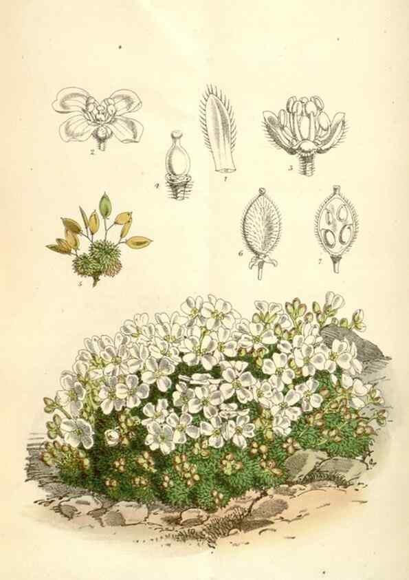 Reproducción/Reproduction 35009319510: Curtis's botanical magazine.. London ; New York [etc.] :Academic Press [etc.]