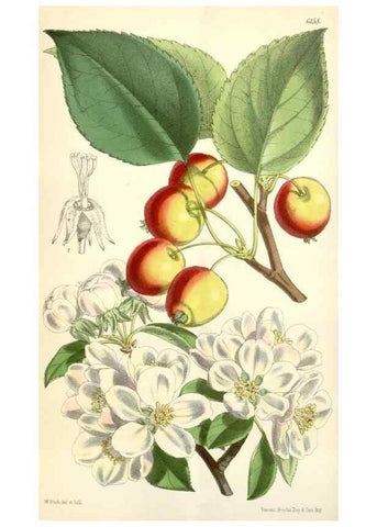 Reproducción/Reproduction 34553577954: Curtis's botanical magazine.. London ; New York [etc.] :Academic Press [etc.]