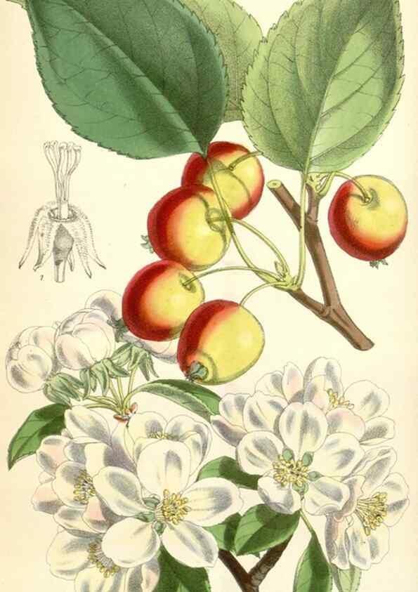 Reproducción/Reproduction 34553577954: Curtis's botanical magazine.. London ; New York [etc.] :Academic Press [etc.]