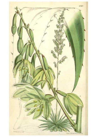 Reproducción/Reproduction 35395997235: Curtis's botanical magazine.. London ; New York [etc.] :Academic Press [etc.]