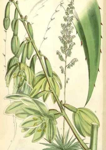 Reproducción/Reproduction 35395997235: Curtis's botanical magazine.. London ; New York [etc.] :Academic Press [etc.]