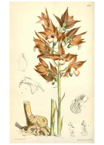 Reproducción/Reproduction 35009256810: Curtis's botanical magazine.. London ; New York [etc.] :Academic Press [etc.]