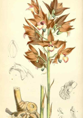 Reproducción/Reproduction 35009256810: Curtis's botanical magazine.. London ; New York [etc.] :Academic Press [etc.]