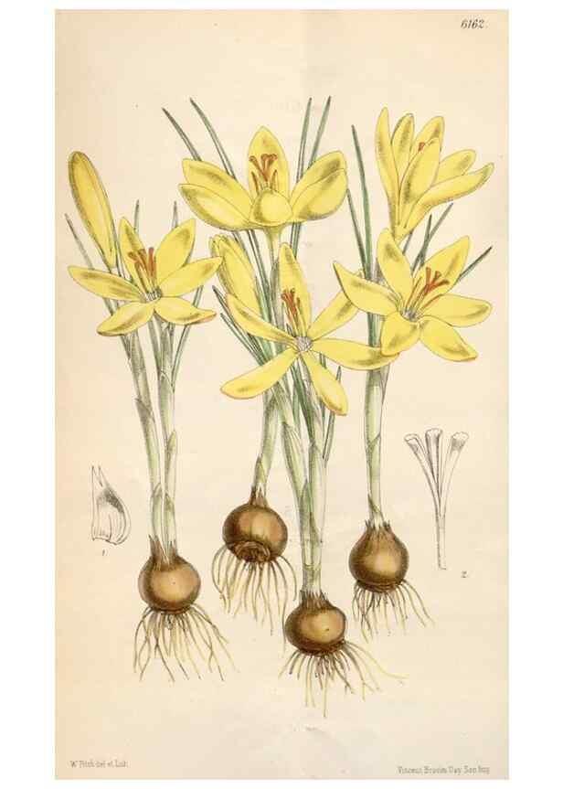 Reproducción/Reproduction 35009259590: Curtis's botanical magazine.. London ; New York [etc.] :Academic Press [etc.]