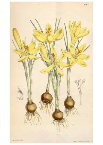 Reproducción/Reproduction 35009259590: Curtis's botanical magazine.. London ; New York [etc.] :Academic Press [etc.]