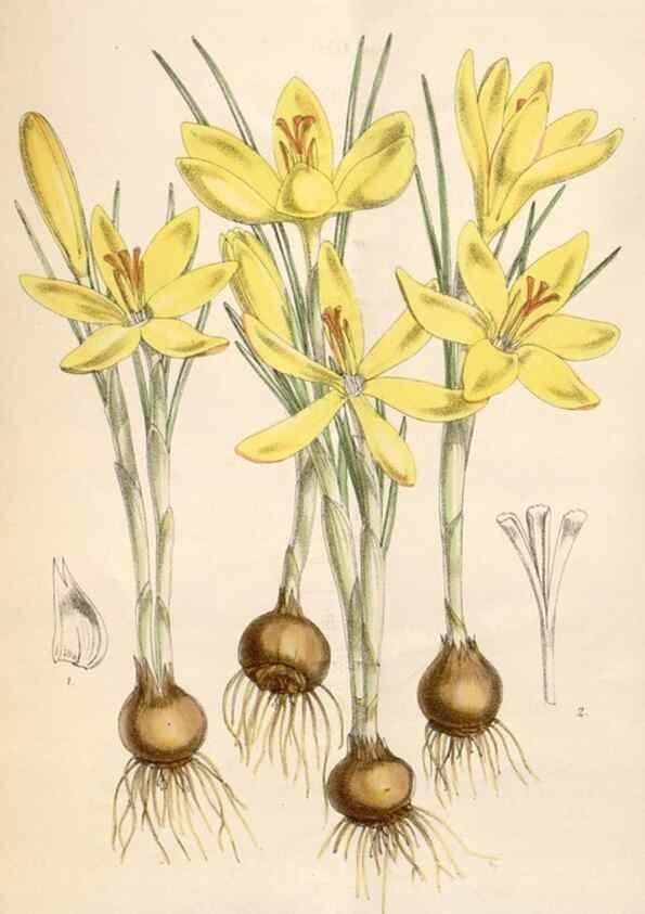 Reproducción/Reproduction 35009259590: Curtis's botanical magazine.. London ; New York [etc.] :Academic Press [etc.]