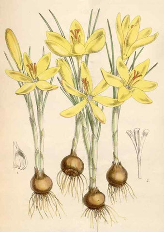 Reproducción/Reproduction 35009259590: Curtis's botanical magazine.. London ; New York [etc.] :Academic Press [etc.]