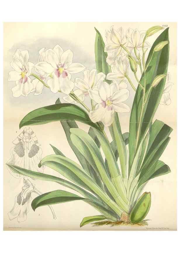 Reproducción/Reproduction 35009262920: Curtis's botanical magazine.. London ; New York [etc.] :Academic Press [etc.]
