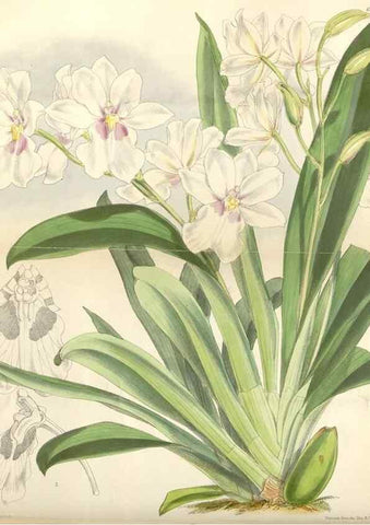 Reproducción/Reproduction 35009262920: Curtis's botanical magazine.. London ; New York [etc.] :Academic Press [etc.]
