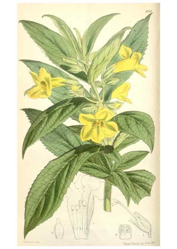 Reproducción/Reproduction 35009266340: Curtis's botanical magazine.. London ; New York [etc.] :Academic Press [etc.]