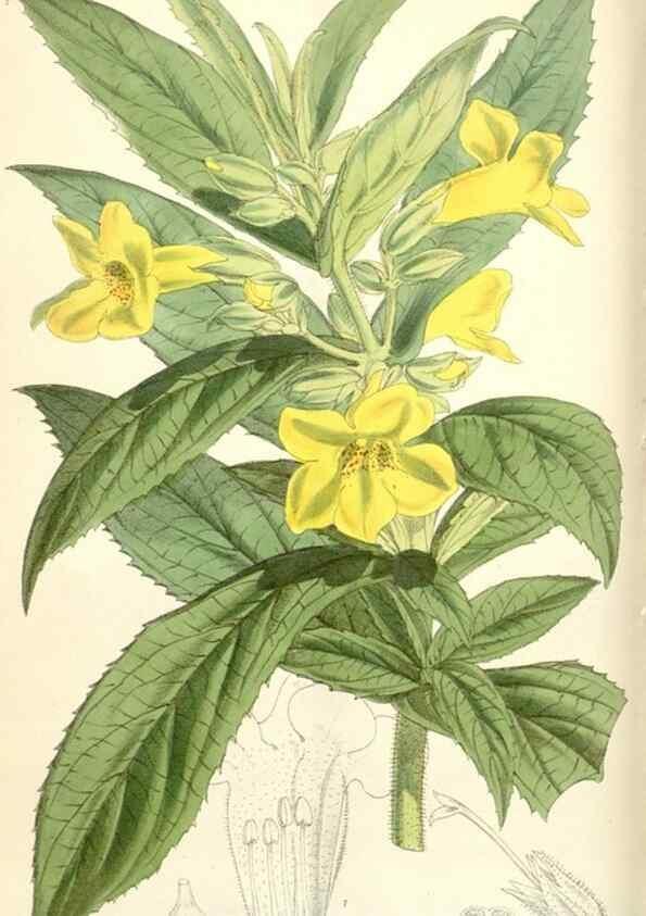 Reproducción/Reproduction 35009266340: Curtis's botanical magazine.. London ; New York [etc.] :Academic Press [etc.]