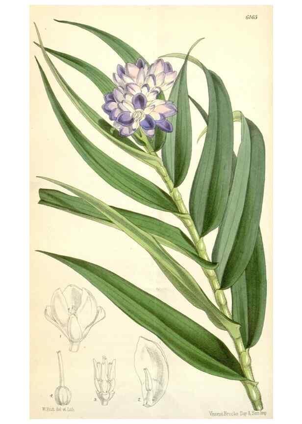 Reproducción/Reproduction 34553587444: Curtis's botanical magazine.. London ; New York [etc.] :Academic Press [etc.]