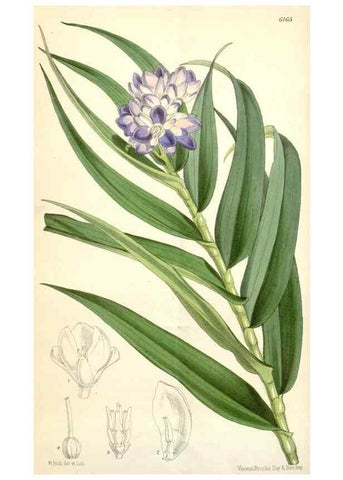 Reproducción/Reproduction 34553587444: Curtis's botanical magazine.. London ; New York [etc.] :Academic Press [etc.]