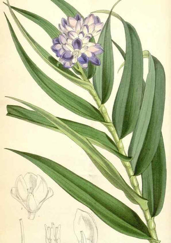 Reproducción/Reproduction 34553587444: Curtis's botanical magazine.. London ; New York [etc.] :Academic Press [etc.]