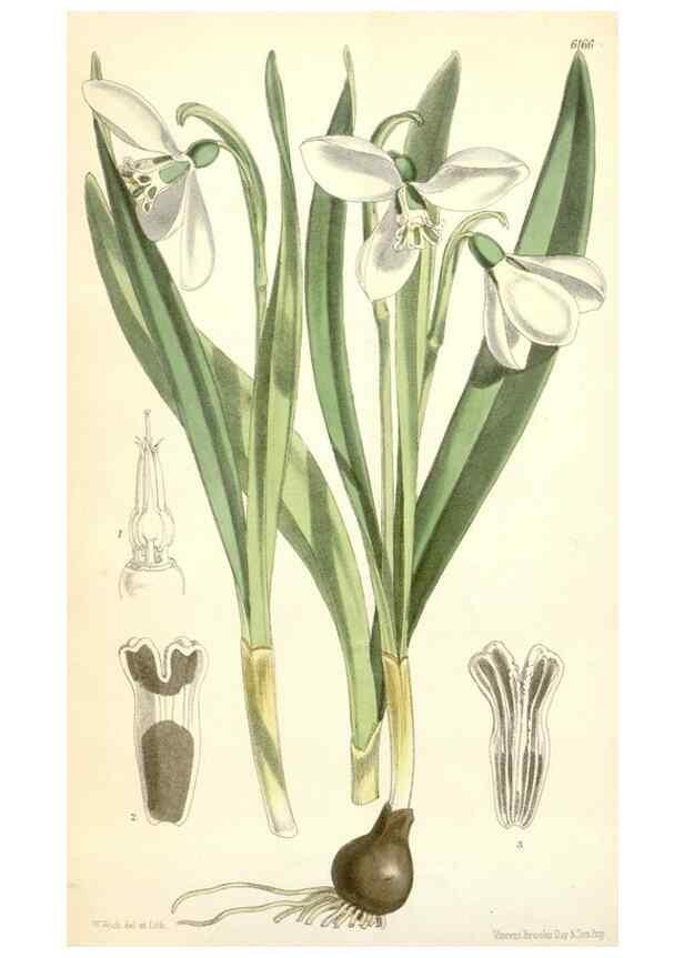 Reproducción/Reproduction 35356920466: Curtis's botanical magazine.. London ; New York [etc.] :Academic Press [etc.]
