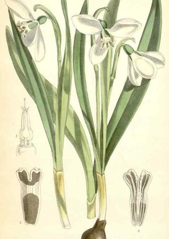 Reproducción/Reproduction 35356920466: Curtis's botanical magazine.. London ; New York [etc.] :Academic Press [etc.]