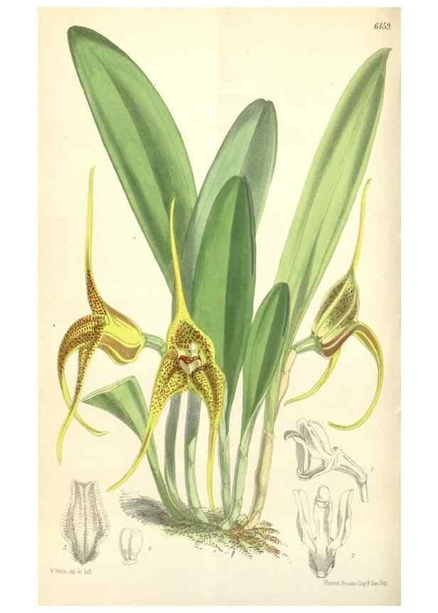 Reproducción/Reproduction 35356904016: Curtis's botanical magazine.. London ; New York [etc.] :Academic Press [etc.]