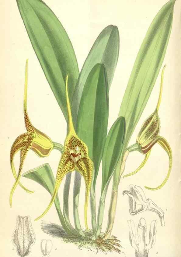 Reproducción/Reproduction 35356904016: Curtis's botanical magazine.. London ; New York [etc.] :Academic Press [etc.]