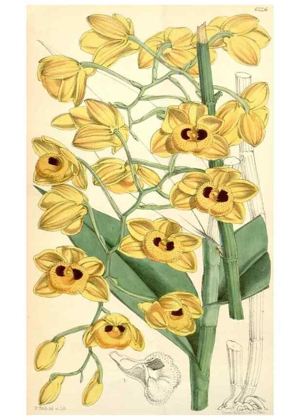Reproducción/Reproduction 35396252205: Curtis's botanical magazine.. London ; New York [etc.] :Academic Press [etc.]