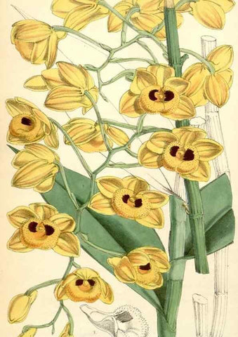 Reproducción/Reproduction 35396252205: Curtis's botanical magazine.. London ; New York [etc.] :Academic Press [etc.]