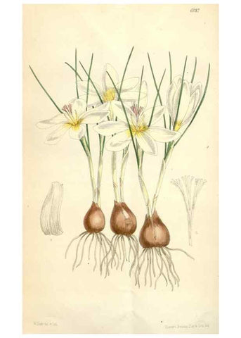 Reproducción/Reproduction 35009321430: Curtis's botanical magazine.. London ; New York [etc.] :Academic Press [etc.]