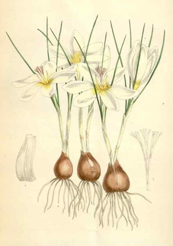 Reproducción/Reproduction 35009321430: Curtis's botanical magazine.. London ; New York [etc.] :Academic Press [etc.]