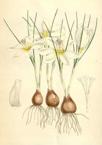 Reproducción/Reproduction 35009321430: Curtis's botanical magazine.. London ; New York [etc.] :Academic Press [etc.]