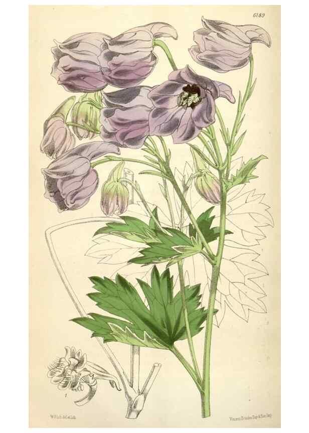 Reproducción/Reproduction 35009324430: Curtis's botanical magazine.. London ; New York [etc.] :Academic Press [etc.]