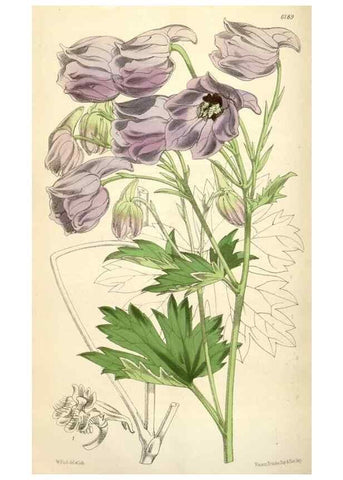 Reproducción/Reproduction 35009324430: Curtis's botanical magazine.. London ; New York [etc.] :Academic Press [etc.]